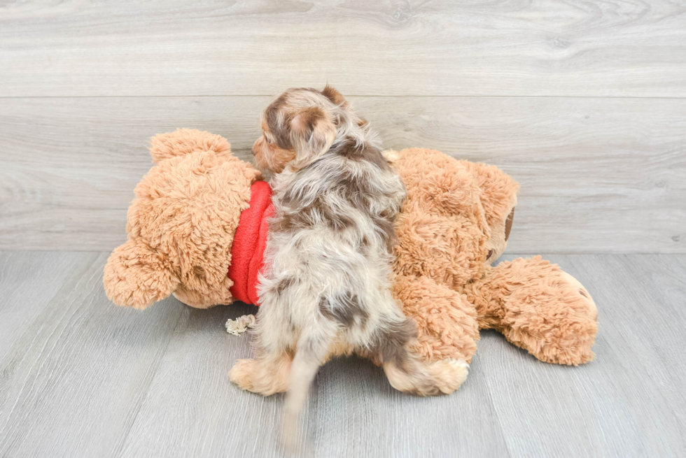 Hypoallergenic Yorkie Doodle Poodle Mix Puppy