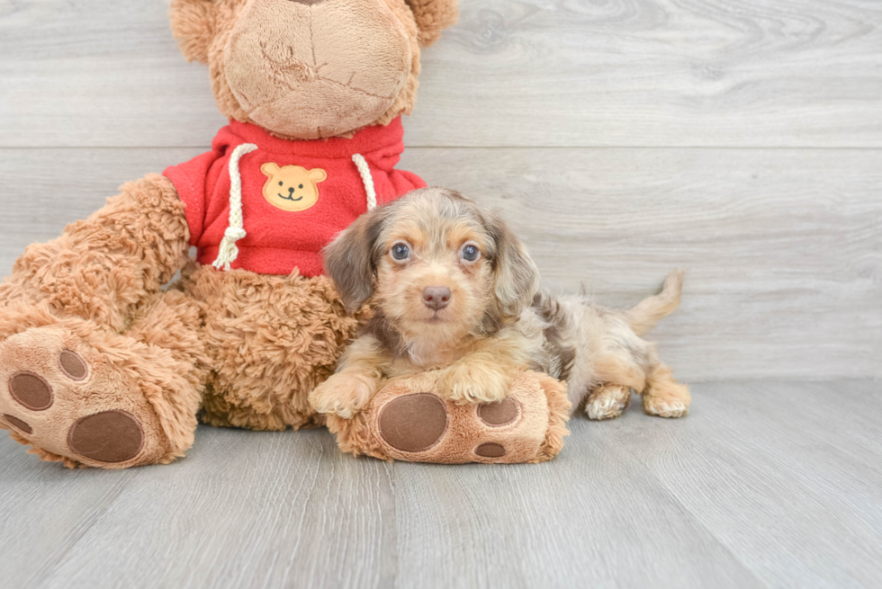 Playful Yorkie Doodle Poodle Mix Puppy