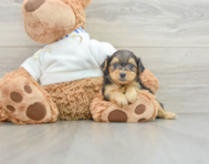 7 week old Yorkie Poo Puppy For Sale - Premier Pups