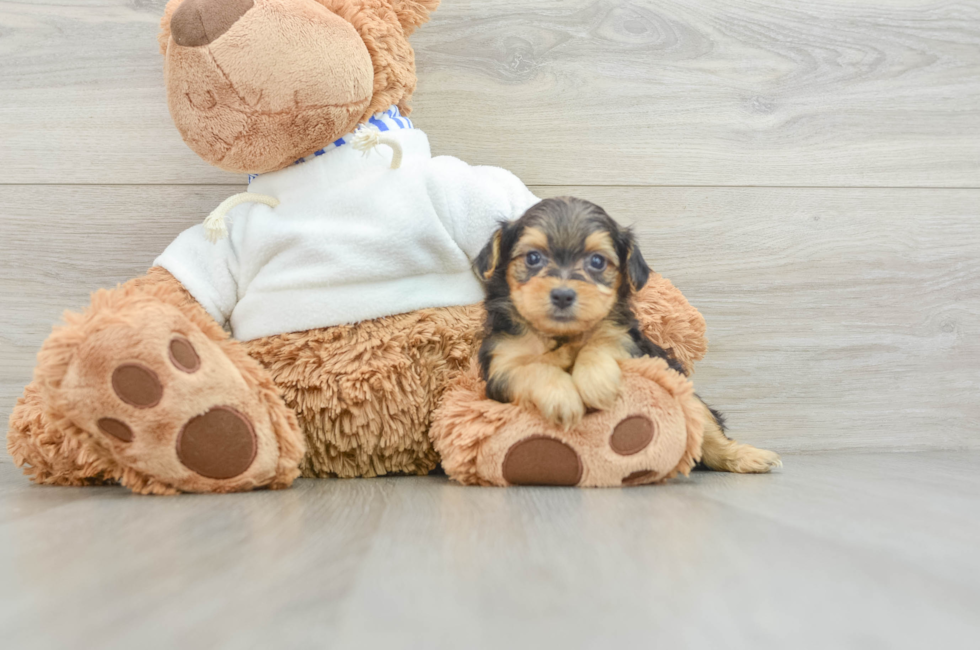 6 week old Yorkie Poo Puppy For Sale - Premier Pups