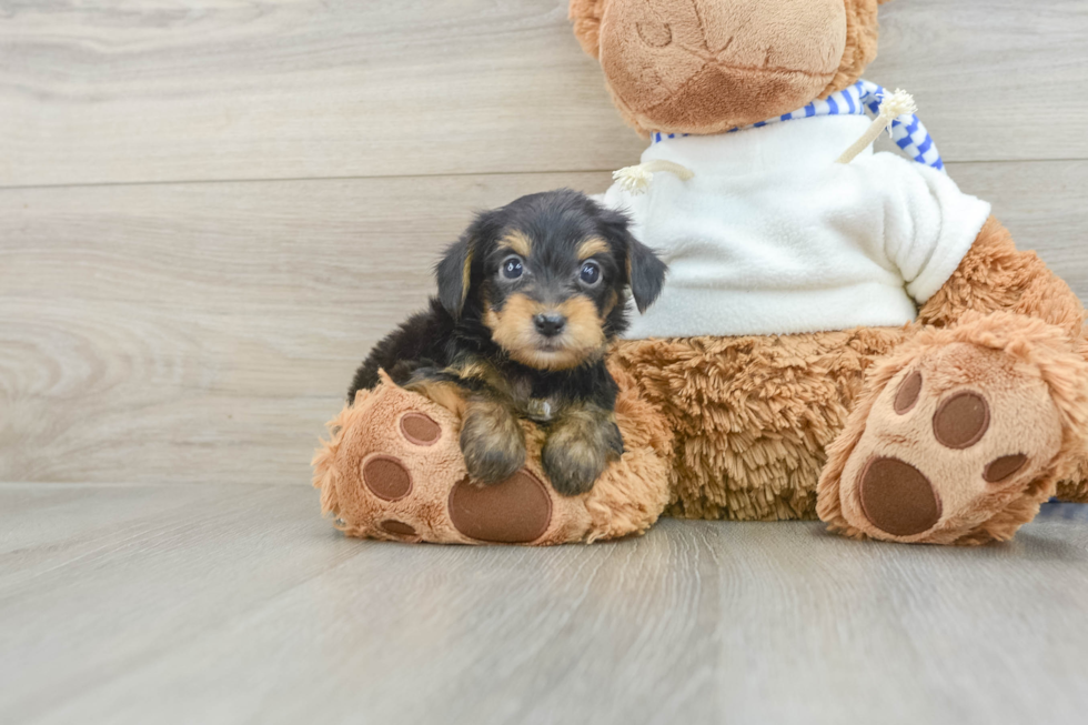 Little Yorkie Poodle Mix Poodle Mix Puppy