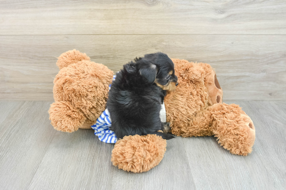 Fluffy Yorkie Poo Poodle Mix Pup