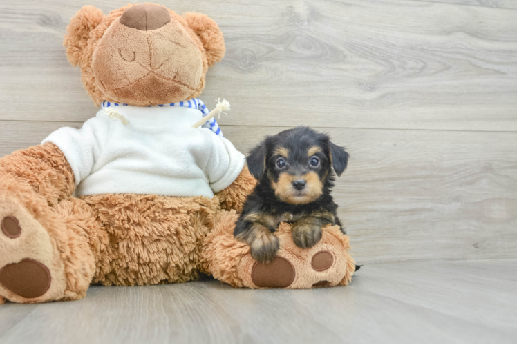 Petite Yorkie Poo Poodle Mix Pup