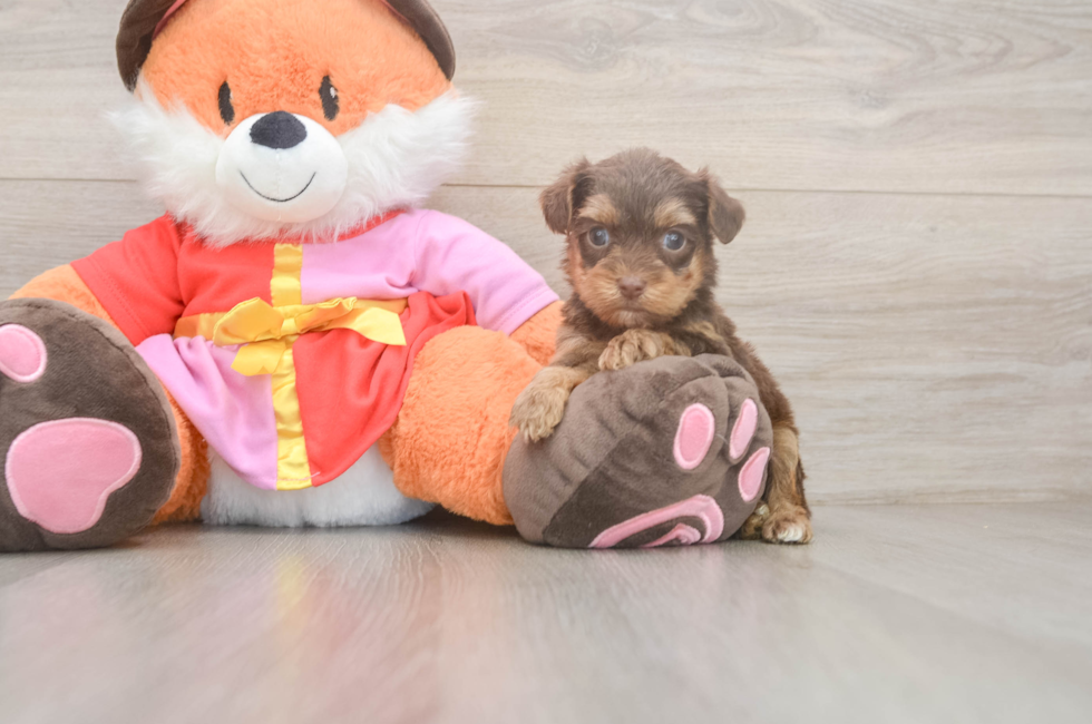 5 week old Yorkie Poo Puppy For Sale - Premier Pups