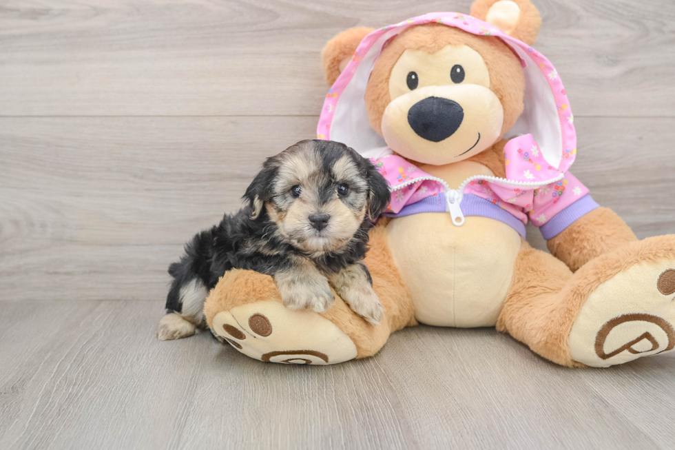 Friendly Yorkie Poo Baby