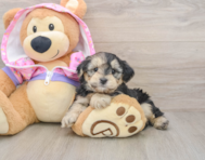 8 week old Yorkie Poo Puppy For Sale - Premier Pups