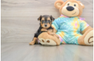 Best Yorkie Poo Baby