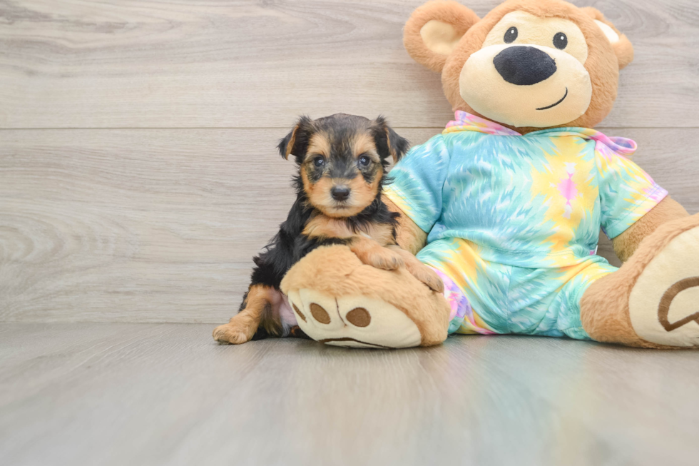 Best Yorkie Poo Baby