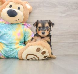 8 week old Yorkie Poo Puppy For Sale - Premier Pups
