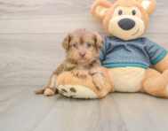 9 week old Yorkie Poo Puppy For Sale - Premier Pups