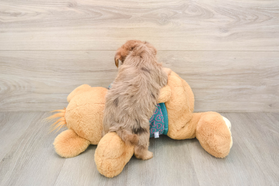 Hypoallergenic Yorkie Doodle Poodle Mix Puppy