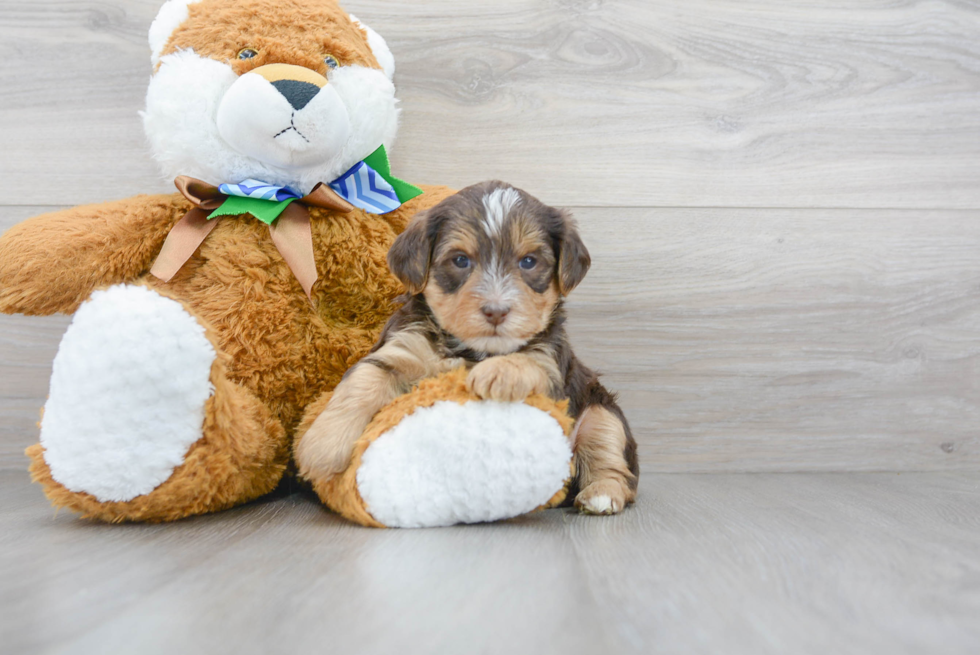 Yorkie Poo Puppy for Adoption