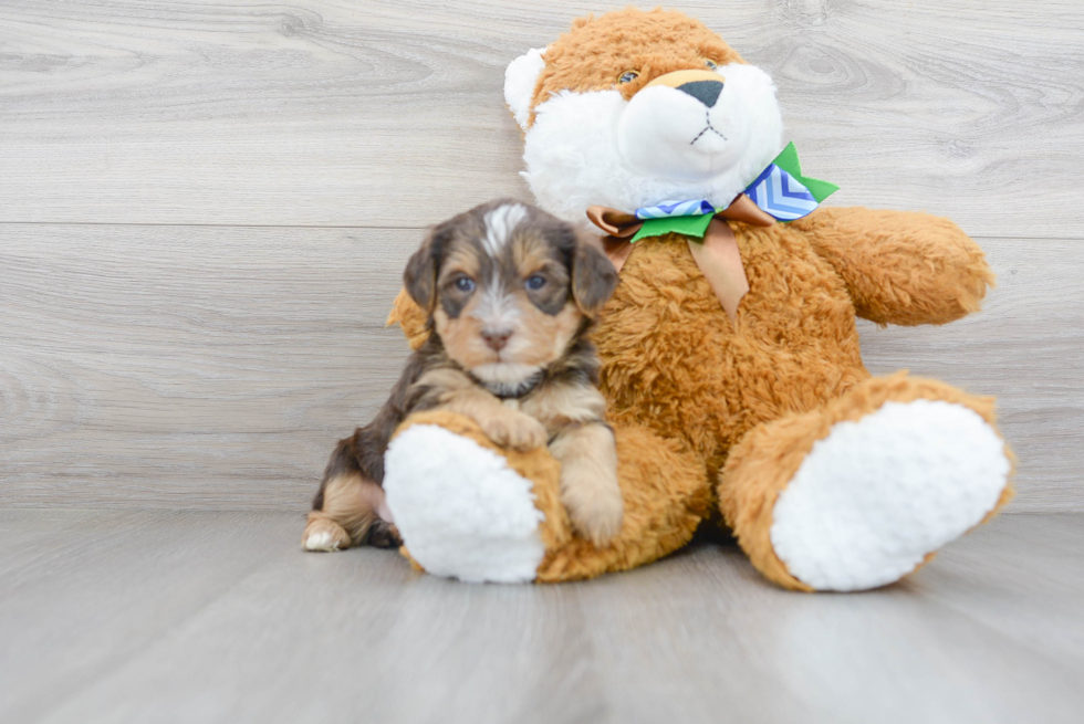 Funny Yorkie Poo Poodle Mix Pup