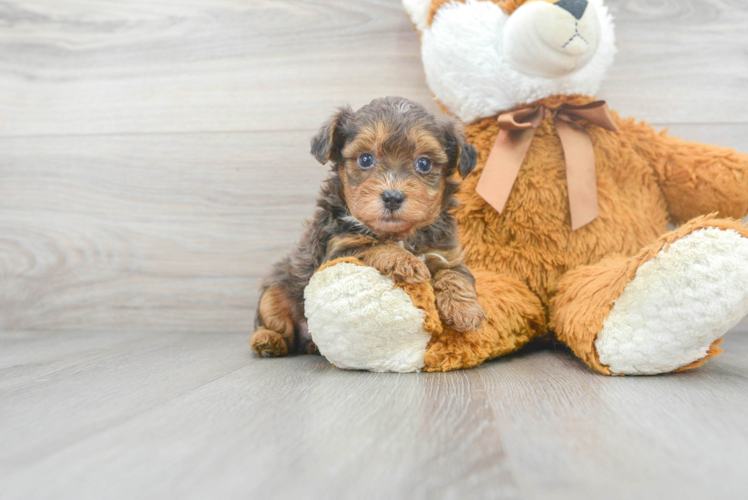Small Yorkie Poo Baby