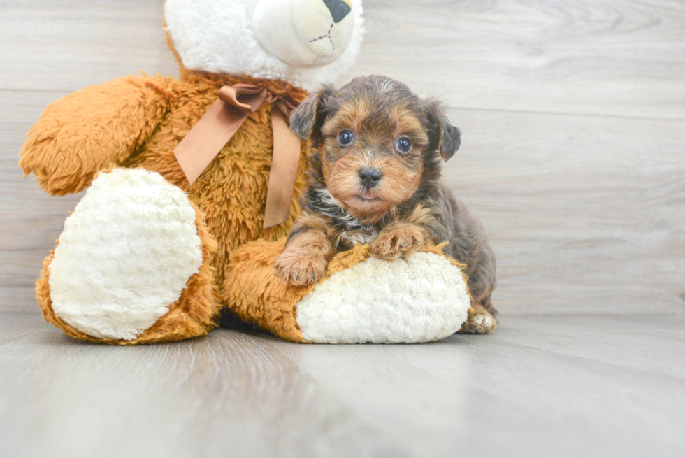 Popular Yorkie Poo Poodle Mix Pup