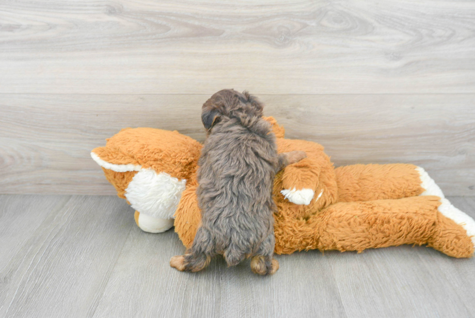 Yorkie Poo Puppy for Adoption