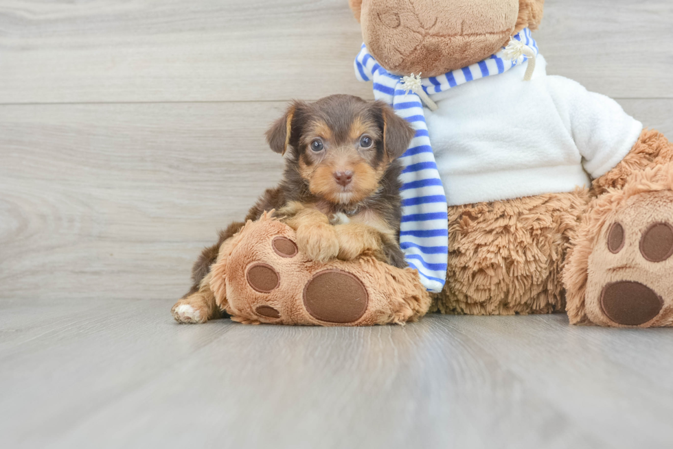 Energetic Yorkie Doodle Poodle Mix Puppy