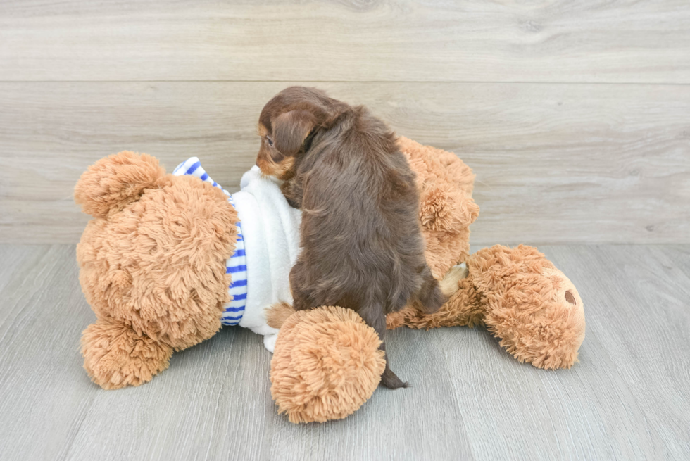 Yorkie Poo Pup Being Cute