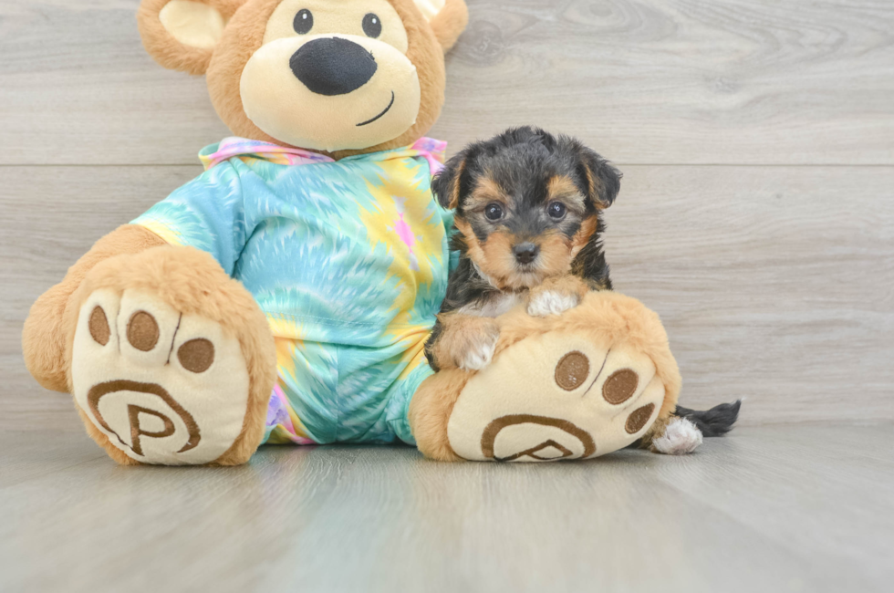 5 week old Yorkie Poo Puppy For Sale - Premier Pups