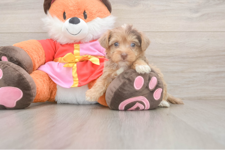 Best Yorkie Poo Baby