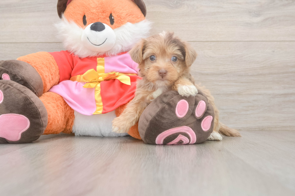 5 week old Yorkie Poo Puppy For Sale - Premier Pups