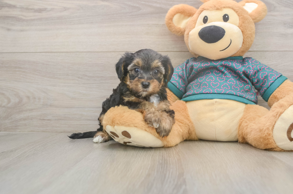 5 week old Yorkie Poo Puppy For Sale - Premier Pups
