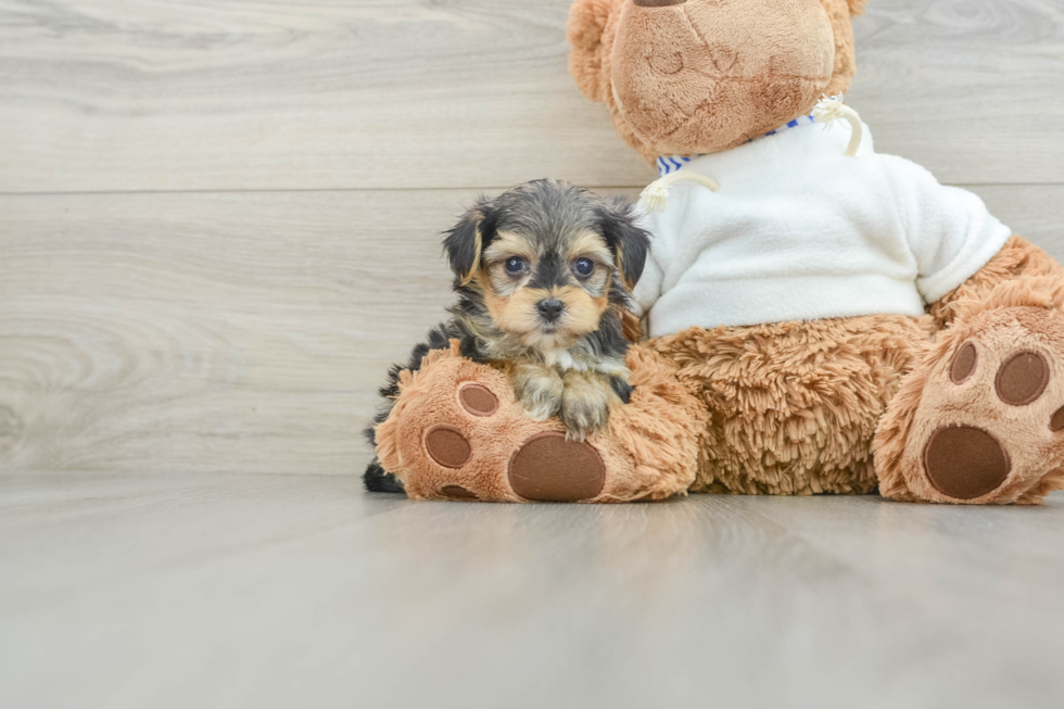 Petite Yorkie Poo Poodle Mix Pup