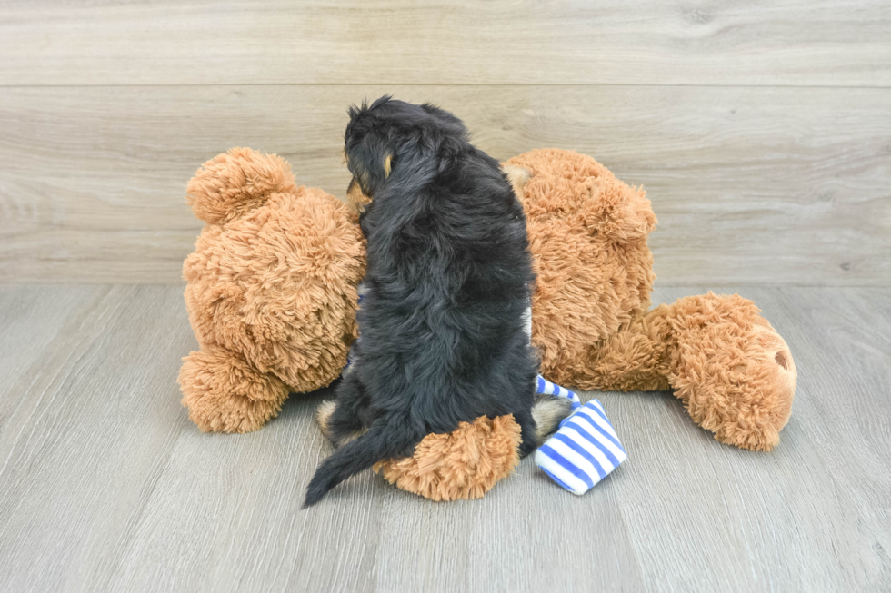 Yorkie Poo Pup Being Cute