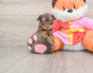 8 week old Yorkie Poo Puppy For Sale - Premier Pups