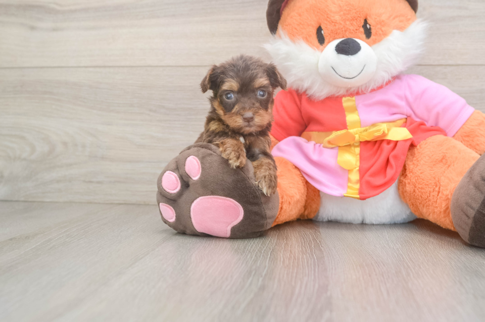 8 week old Yorkie Poo Puppy For Sale - Premier Pups