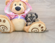 8 week old Yorkie Poo Puppy For Sale - Premier Pups