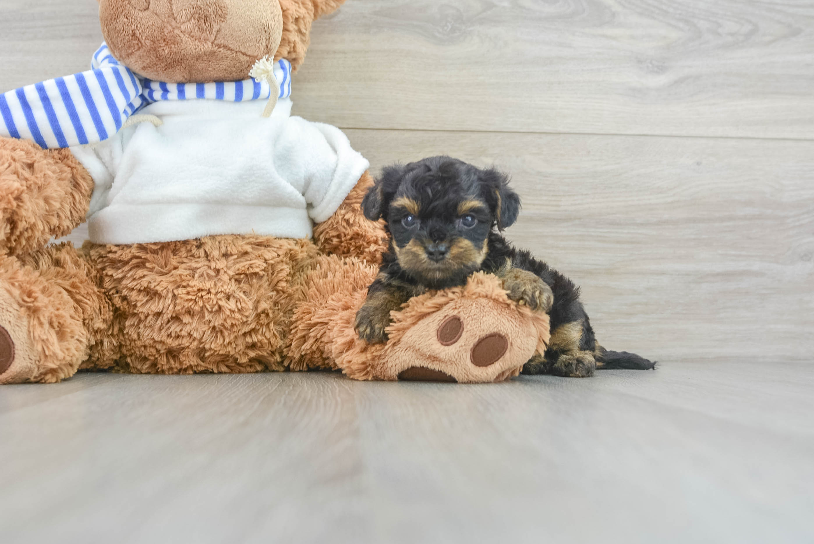 Cute Yorkie Poo Baby