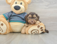 7 week old Yorkie Poo Puppy For Sale - Premier Pups