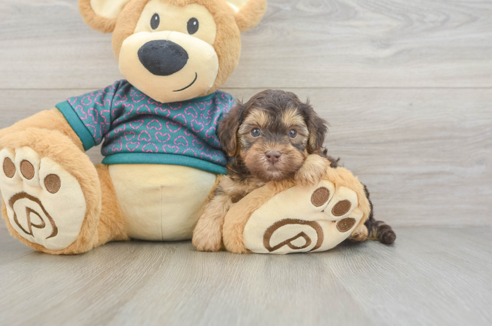 5 week old Yorkie Poo Puppy For Sale - Premier Pups