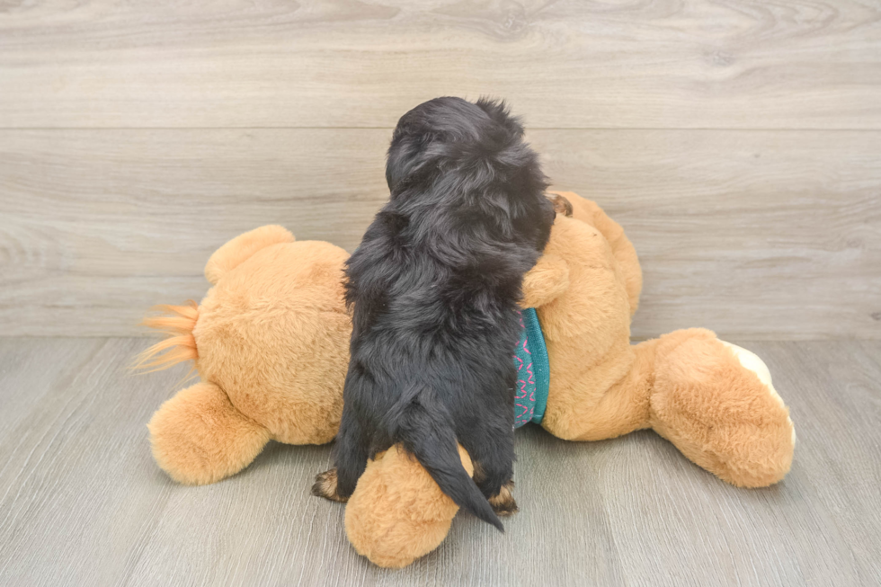 Best Yorkie Poo Baby
