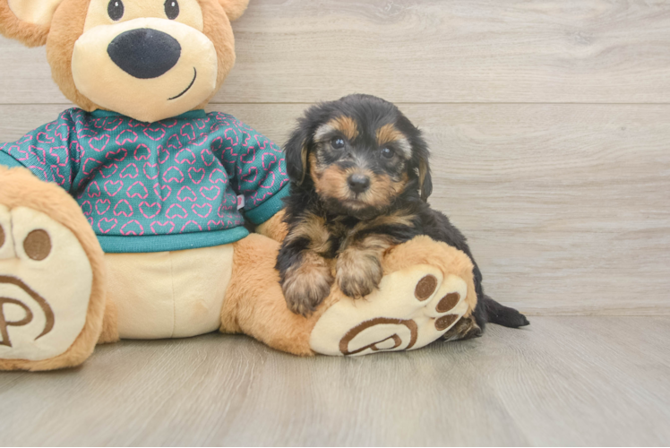 Fluffy Yorkie Poo Poodle Mix Pup