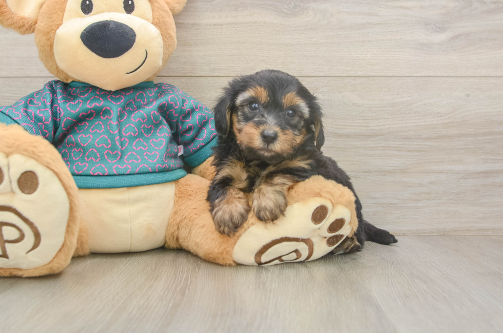 5 week old Yorkie Poo Puppy For Sale - Premier Pups
