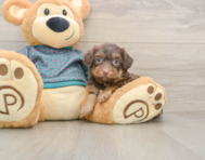 5 week old Yorkie Poo Puppy For Sale - Premier Pups