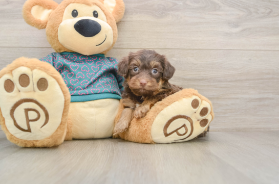 Yorkie Poo Pup Being Cute