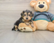 7 week old Yorkie Poo Puppy For Sale - Premier Pups
