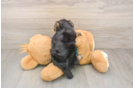 Yorkie Poo Puppy for Adoption