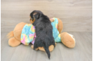 Fluffy Yorkie Poo Poodle Mix Pup