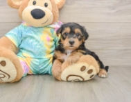 7 week old Yorkie Poo Puppy For Sale - Premier Pups