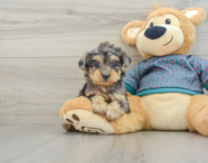 5 week old Yorkie Poo Puppy For Sale - Premier Pups