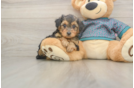 Energetic Yorkipoo Poodle Mix Puppy