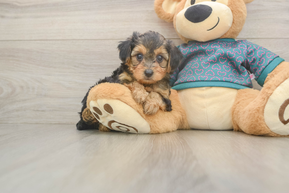 Energetic Yorkipoo Poodle Mix Puppy