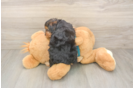 Petite Yorkie Poo Poodle Mix Pup
