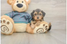 Yorkie Poo Pup Being Cute