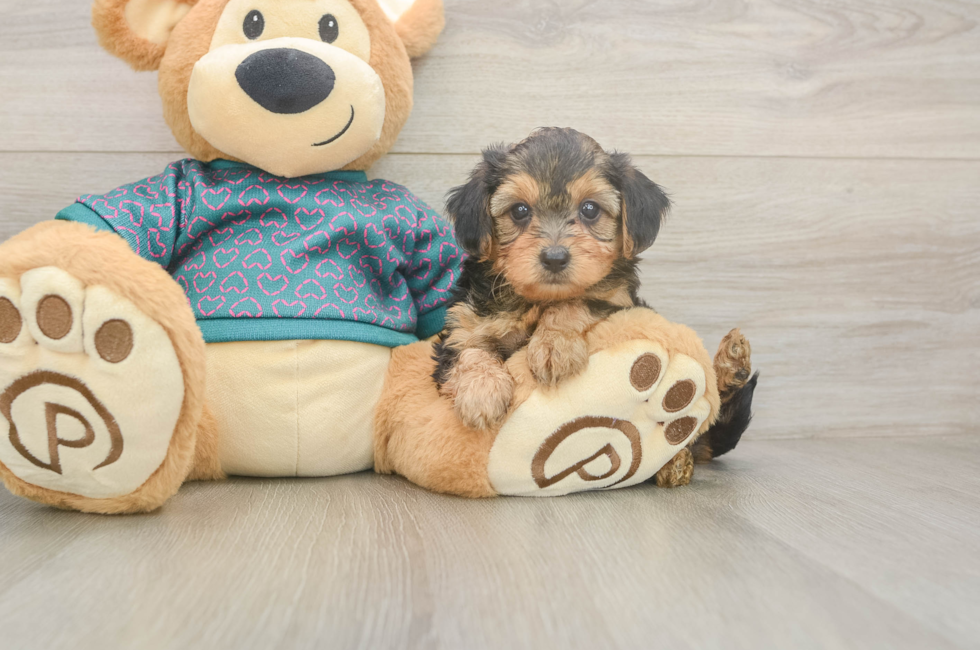 5 week old Yorkie Poo Puppy For Sale - Premier Pups