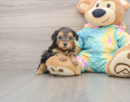 8 week old Yorkie Poo Puppy For Sale - Premier Pups